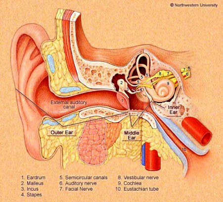 Ear-master-smaller.jpg (69913 bytes)