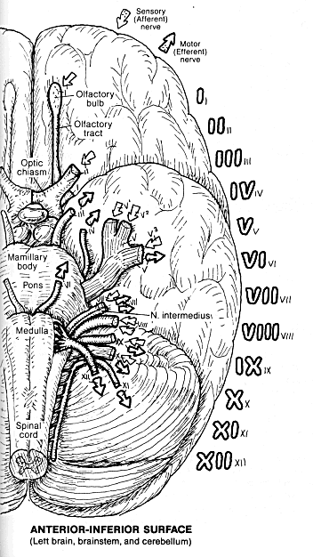 brainstem_nerves.gif (47467 bytes)